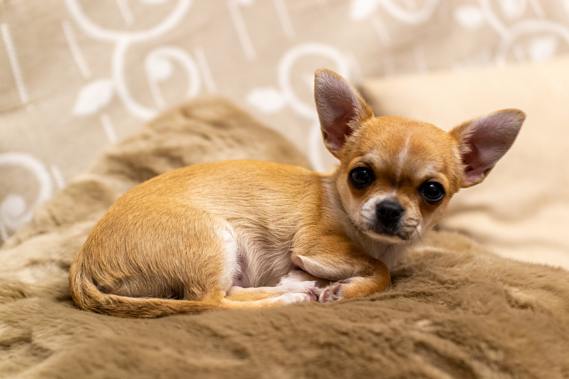 Comment nourrir un Chihuahua de la bonne manière