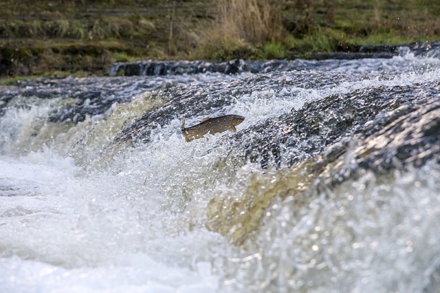 comparatif leurre pour la peche sur glace