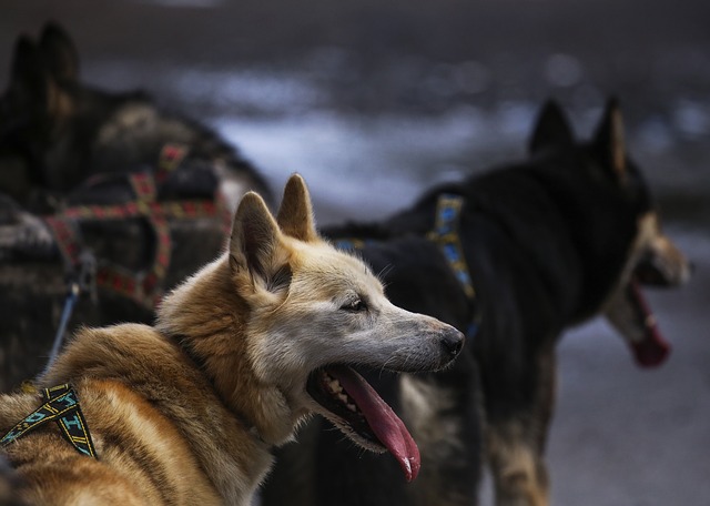 liste harnai pour chien de randonnee