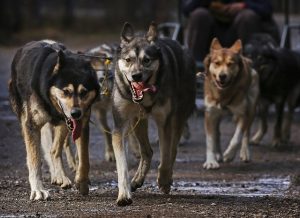 meilleur harnai pour chien de randonnee