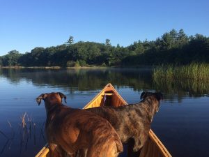 meilleurs kayak pour chien