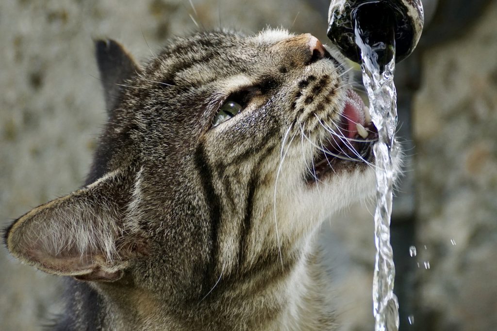 fontaines a eau pour chat