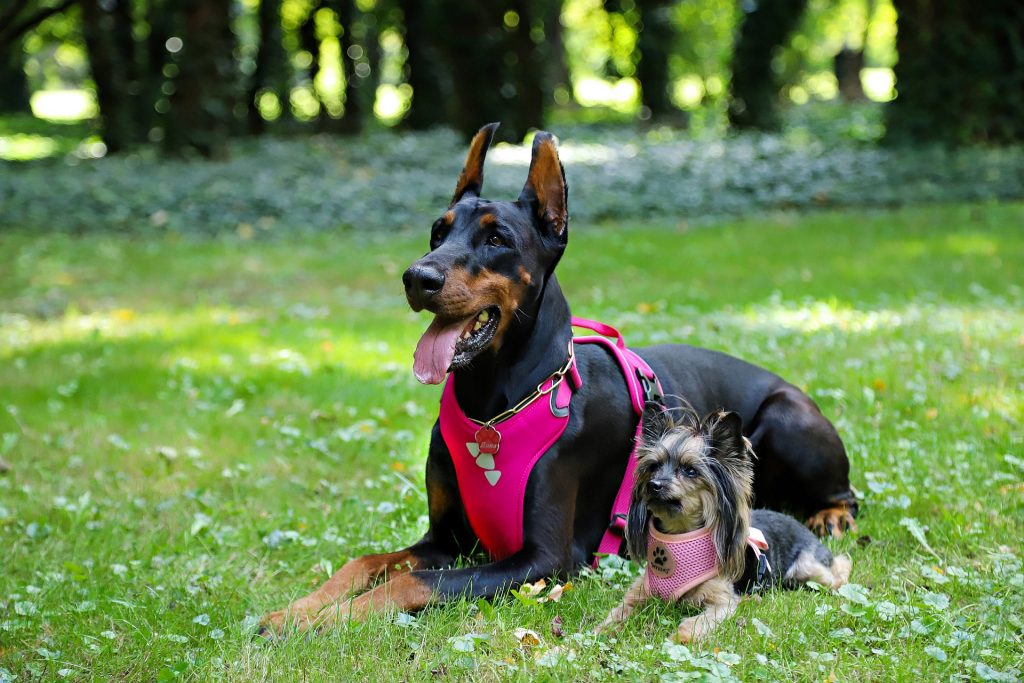 harnais de sécurité chien