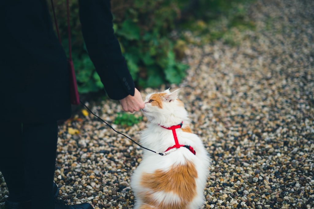 harnais pour chats