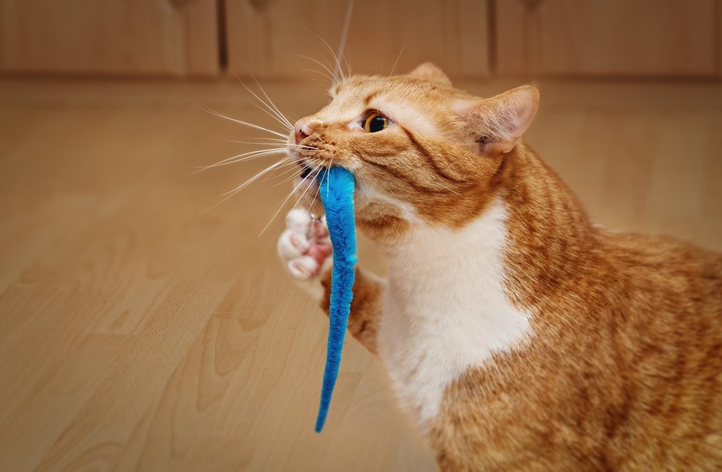 jouet électronique chat