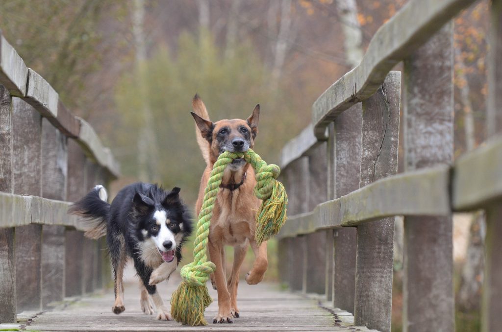 jouets chien à macher