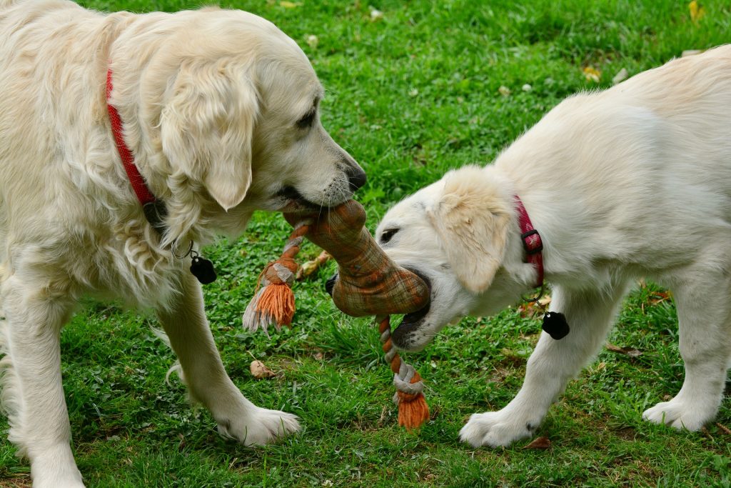 jouets mastication chiot