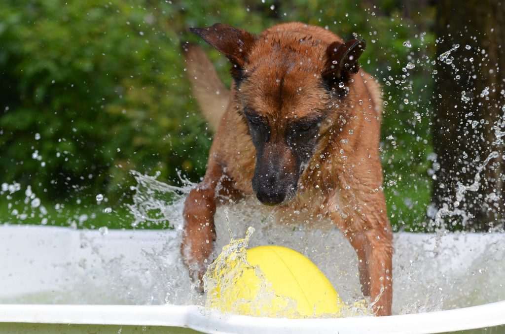 piscines pour chien