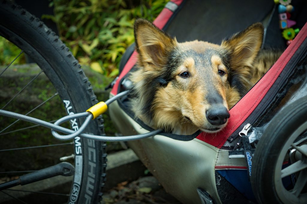 remorque chien vélo