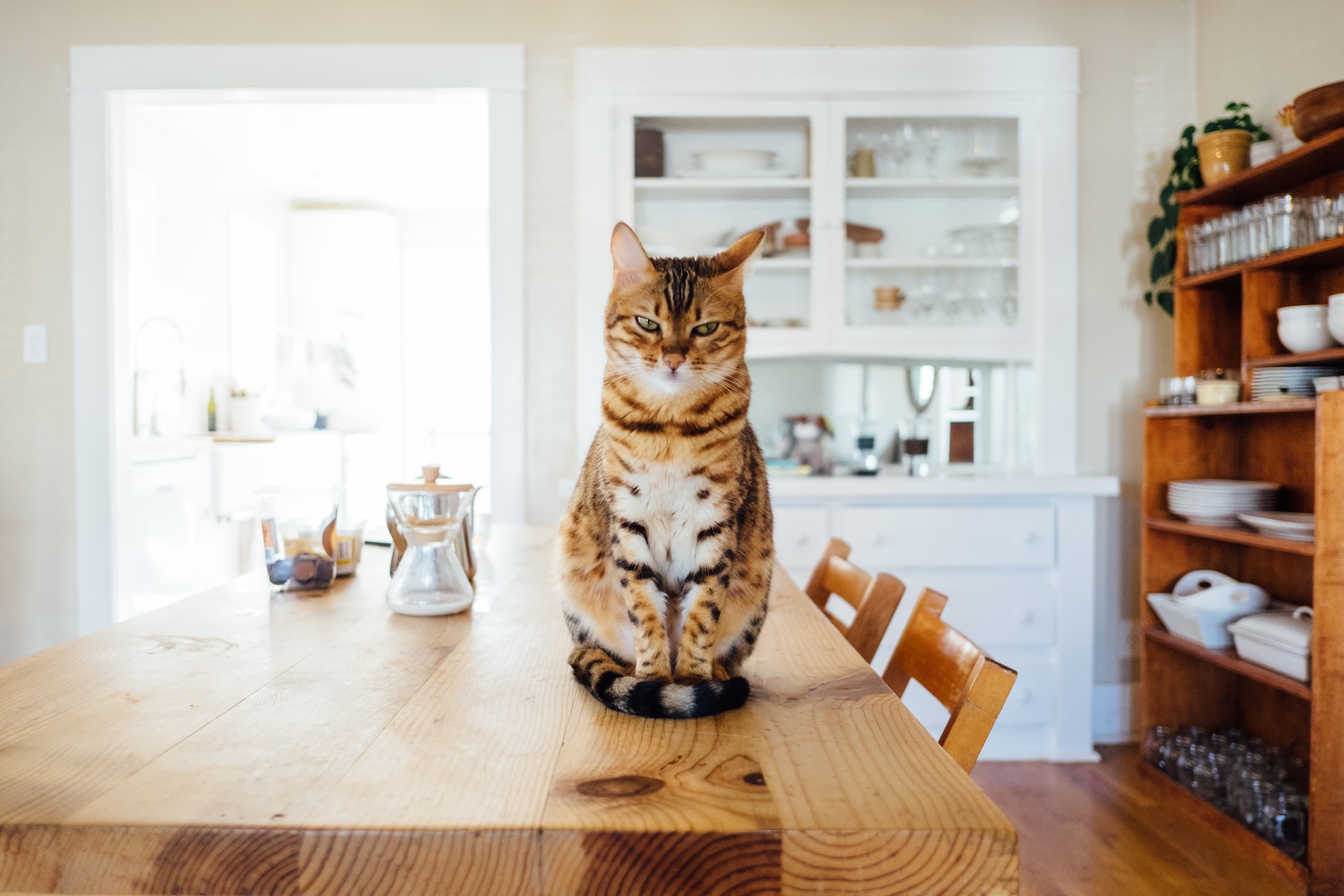 Que mange un chat bengal 2